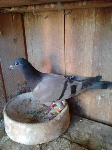 graniceru - PORUMBEI MEI