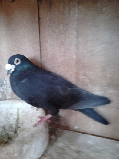 bayron - PORUMBEI MEI