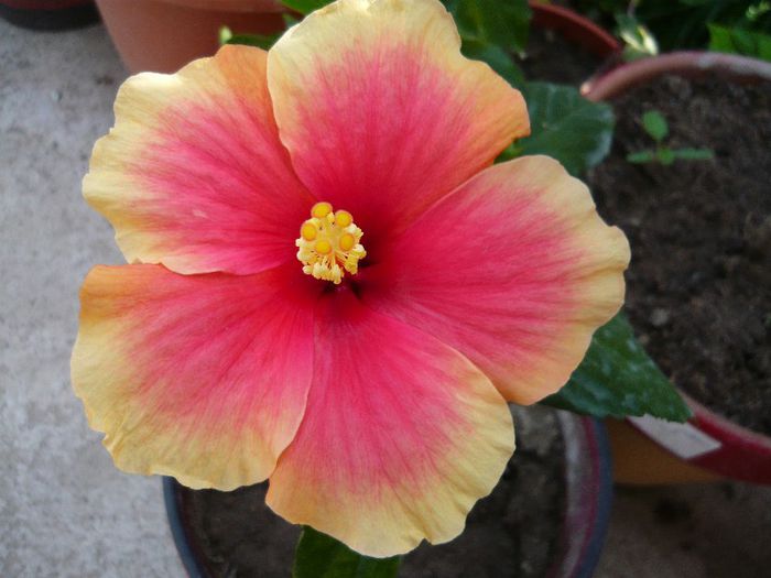 Picture 2072 - x 2013 Hibiscus rosa sinesis