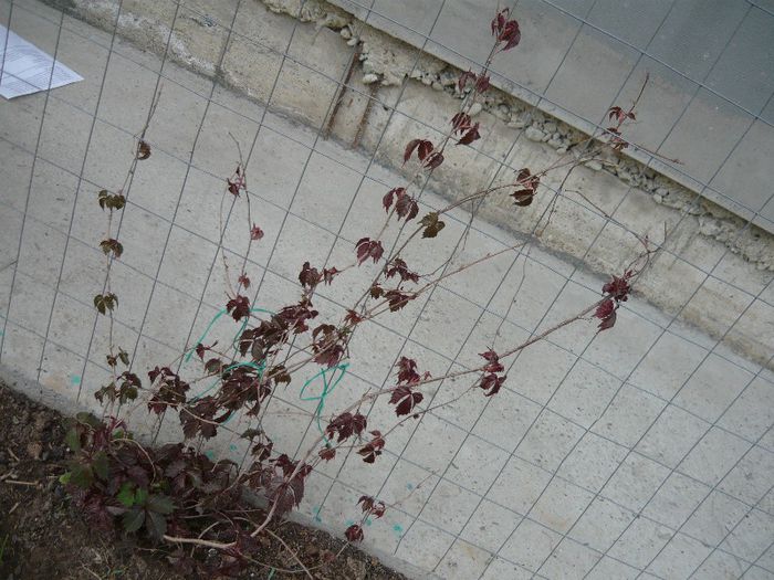 Picture 2013 - curtea primavara