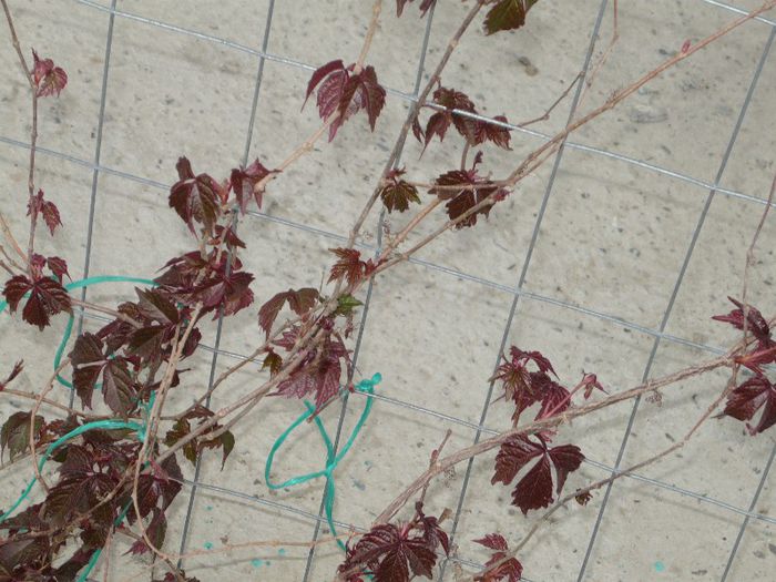 Picture 2014 - curtea primavara