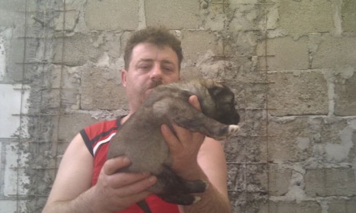 IMAG0648 - De vanzare catei caucazian cu pedigree sau fara
