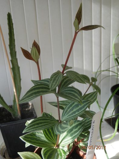 Peperomia_P5062209