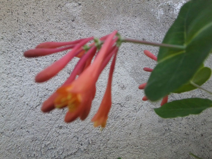 Fotografie1440 - flori de gradina 2013