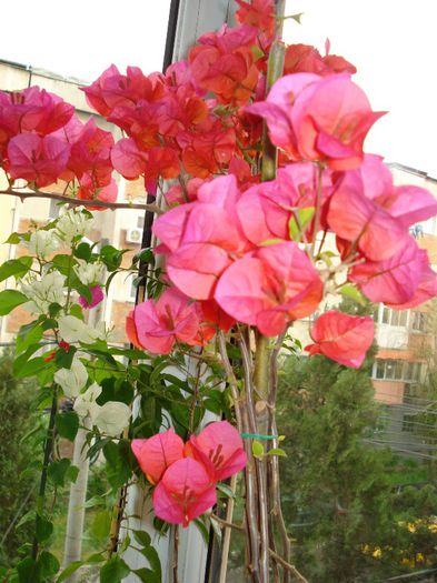 DSC06730