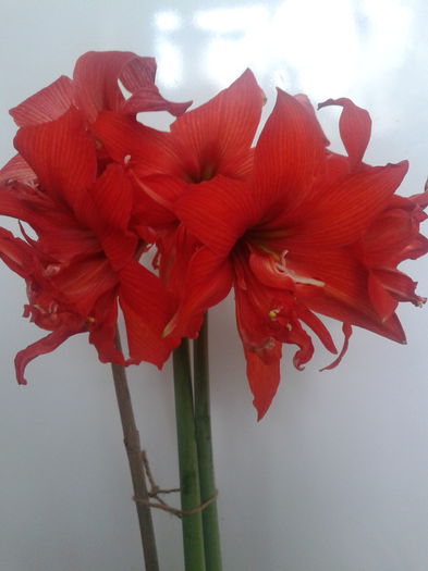 2013-05-03 10.27.32 - Hippeastrum 2013