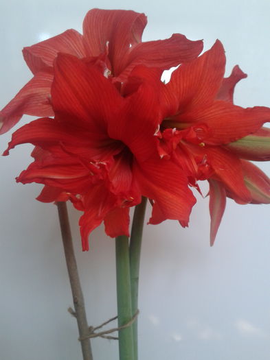 2013-05-02 10.24.43 - Hippeastrum 2013