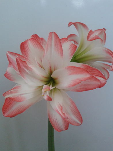 [8] 2013-05-02 13.51.43 - Hippeastrum 2013