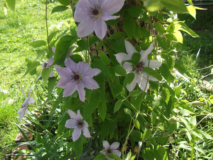 DSCF3831 - Clematis 2013