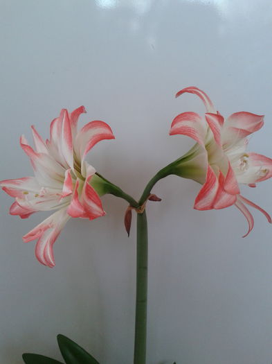 2013-05-02 13.51.23 - Hippeastrum 2013