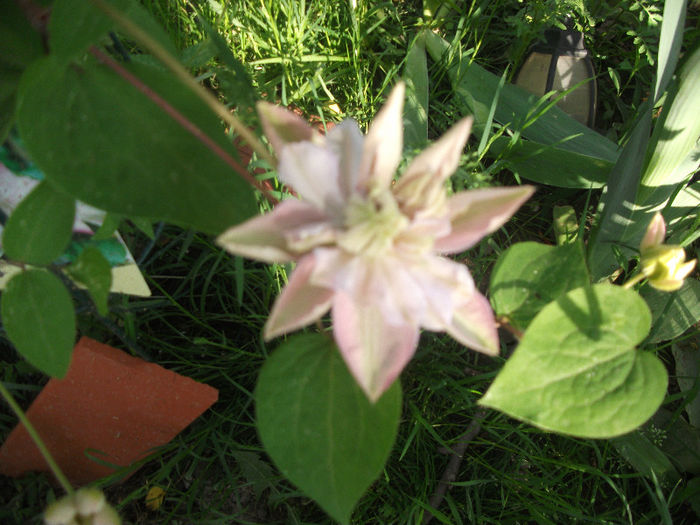 DSCF3835 - Clematis 2013