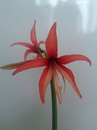 [9] 2013-05-03 10.32.04 - Hippeastrum 2013