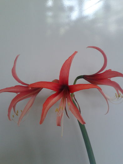 2013-05-05 18.18.01 - Hippeastrum 2013