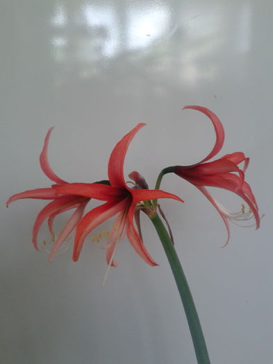 2013-05-05 18.19.08 - Hippeastrum 2013