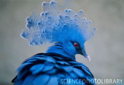 Z8560018-Victoria_crowned_pigeon-SPL - porumbei de ornament