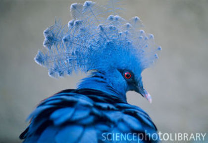 Z8560018-Victoria_crowned_pigeon-SPL