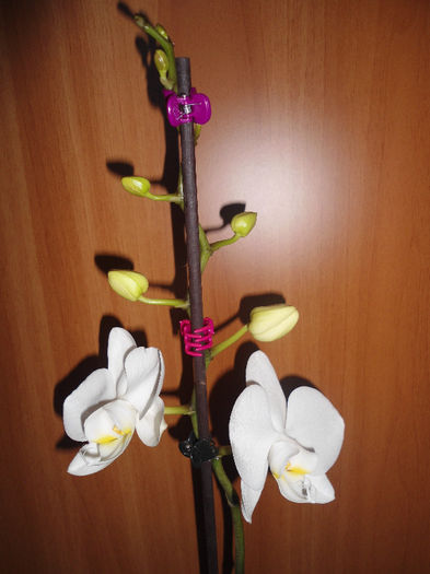 Orhidee - flori de apartament 2013