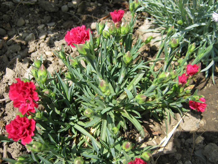 Garofite - gradina 2013