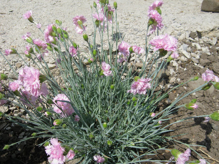 Garofite - gradina 2013