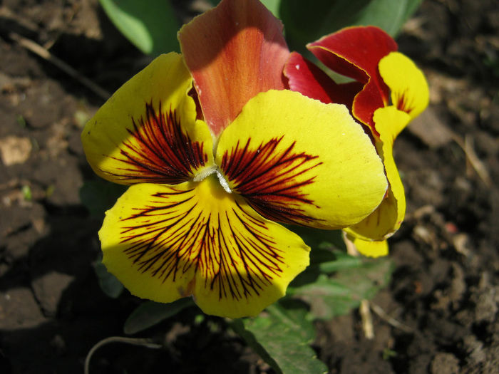 Panseluta - gradina 2013