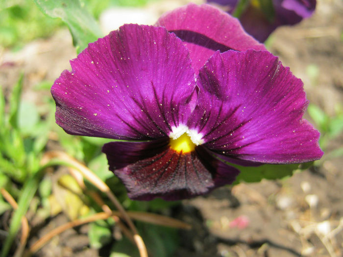 Panseluta - gradina 2013