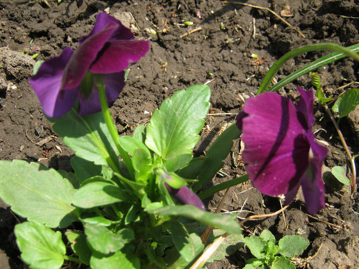 Panseluta - gradina 2013