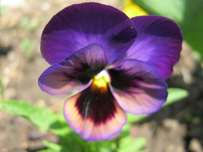 Panseluta - gradina 2013