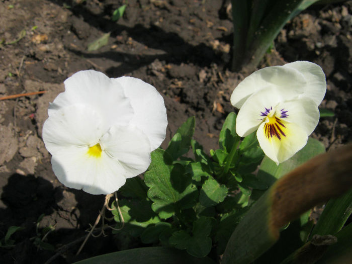 Panseluta - gradina 2013