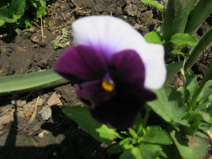 Panseluta - gradina 2013