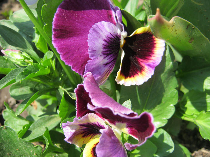 Panseluta - gradina 2013