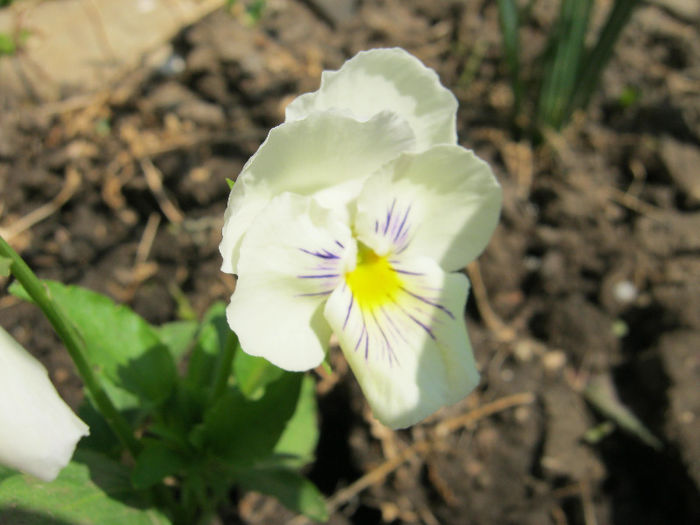 Panseluta - gradina 2013