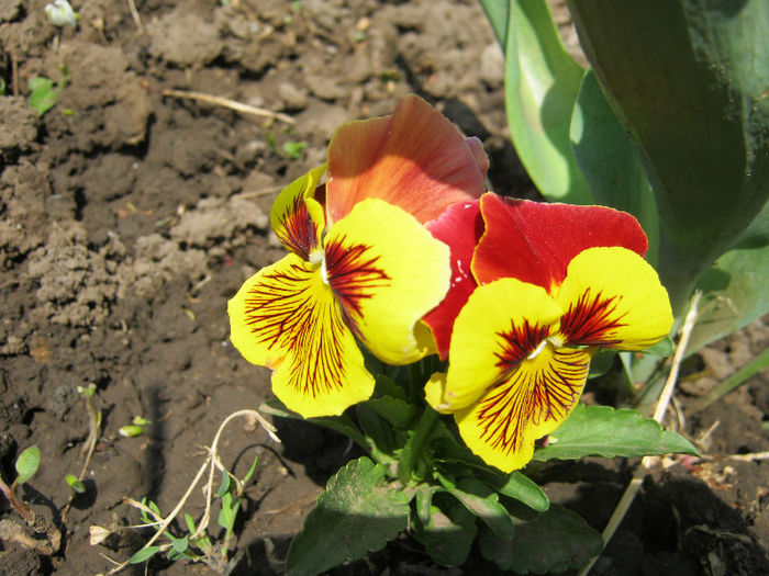 Panseluta - gradina 2013