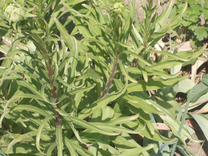 DSCN8535_4000 - Curtea si gradina