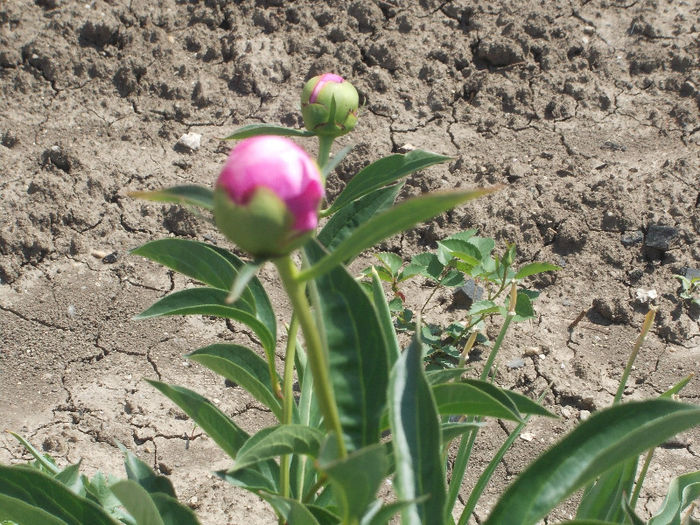 DSCN8536_4001 - Curtea si gradina