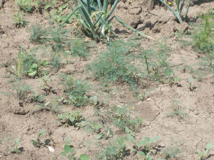 DSCN8537_4002 - Curtea si gradina