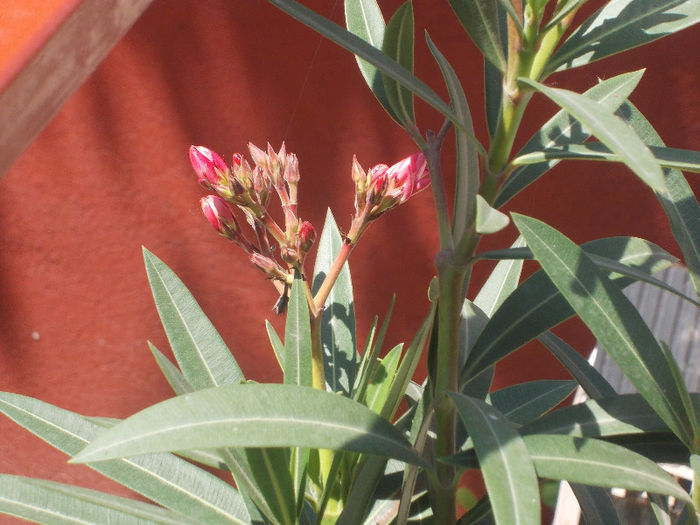 DSCN8564_4029 - Florile mele