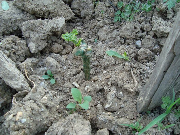 DSC00331; Regal Seedless,plantat in aprilie!(da semne de viata)
