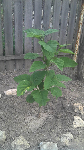 Paulownia Tomentosa înainte; Paulownia Tomentosa necuratat. 3 mai 2013, poza înainte sa il curat
