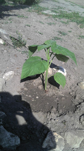 Paulownia Tomentosa; Paulownia Tomentosa 3 mai 2013
