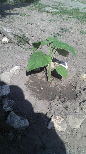 Paulownia; Paulownia, 3 mai 2013
