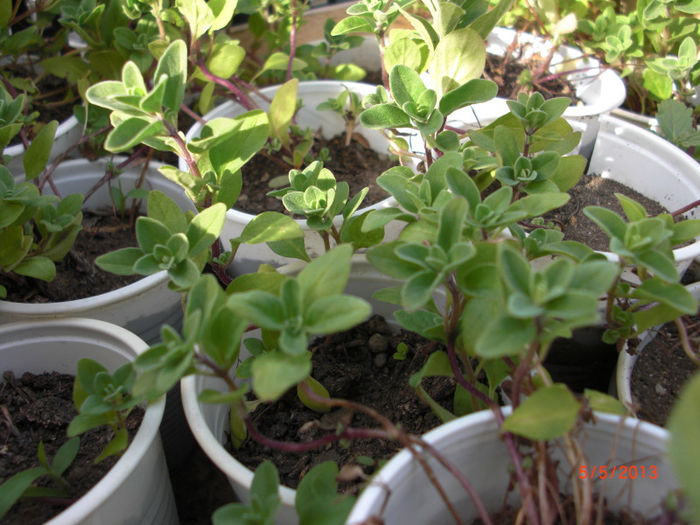 maghiran - Gradina Casa si Plante Rare sau Deosebite pentru Sanatate