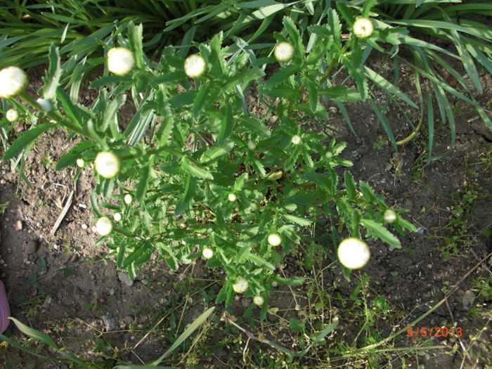 margarete boboci - Gradina Casa si Plante Rare sau Deosebite pentru Sanatate