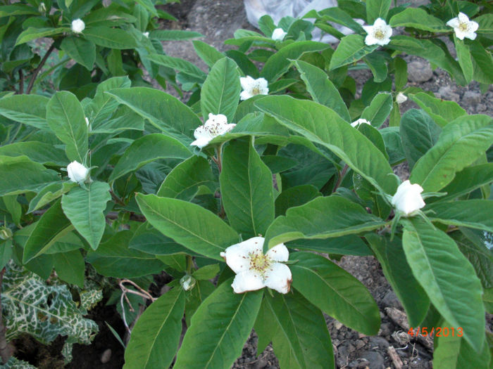 mosmon inflorit - Gradina Casa si Plante Rare sau Deosebite pentru Sanatate