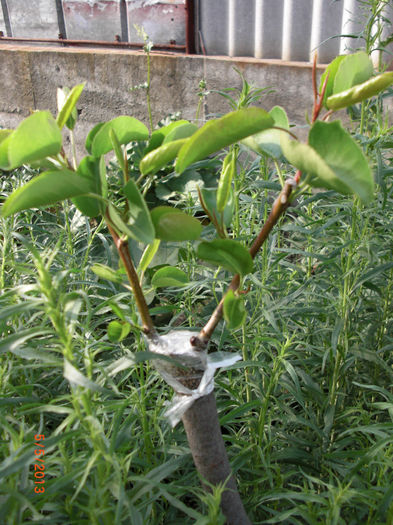 par altoit pe gutui - Gradina Casa si Plante Rare sau Deosebite pentru Sanatate