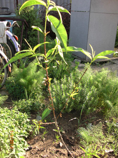 piersicut - Gradina Casa si Plante Rare sau Deosebite pentru Sanatate
