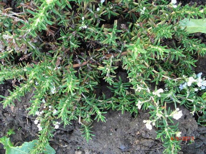 rozmarin inflorit - Gradina Casa si Plante Rare sau Deosebite pentru Sanatate