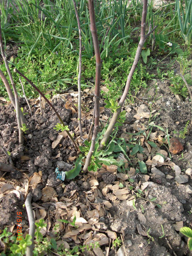 smochin primavara - Gradina Casa si Plante Rare sau Deosebite pentru Sanatate
