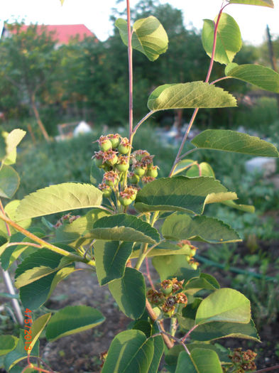 stafide de miere - Gradina Casa si Plante Rare sau Deosebite pentru Sanatate