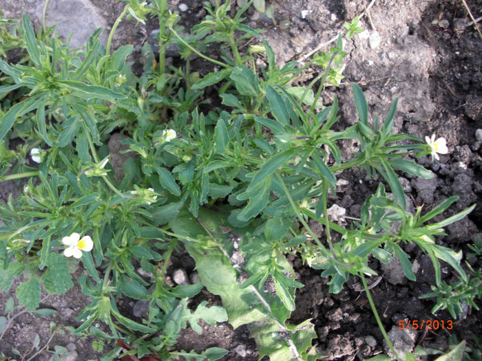 trei frati patati - Gradina Casa si Plante Rare sau Deosebite pentru Sanatate