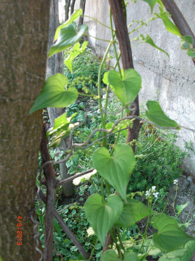 untul pamantului - Gradina Casa si Plante Rare sau Deosebite pentru Sanatate